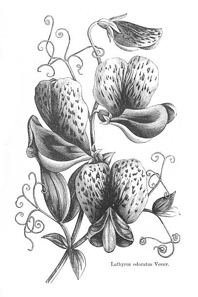 Woodcut of a flowering sweet pea plant, showing speckled petals and characteristic curling tendrils against a plain background.