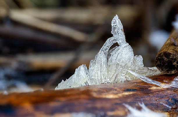 Hair Ice aka ice wool aka frosted bear naturally formed as a thinking individual, natures art.Hair Ice forms on dead wood and takes the shape of fine, silky hair