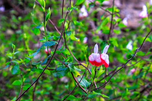 View of Salvia microphylla