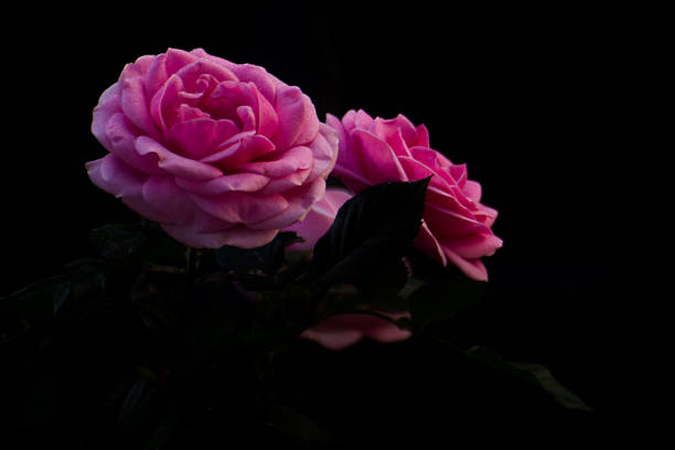 Pink rose Isolated on Black background