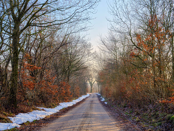 A quiet dirt road winds through a Nordic forest, bordered by bare deciduous trees and pockets of red autumn leaves. Snow rests along the sides, and pale winter light filters through the branches, suggesting a serene Danish countryside scene.