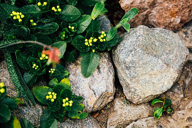 Small green plants with yellow buds appear between rocks in a natural area. The plants thrive in the soil around the stones under bright daylight.