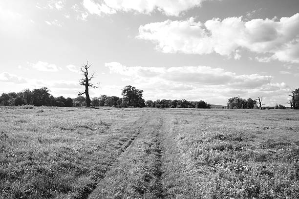 A landscape, with a windmill, dam and large tree, on the road between Loxton and Fraserburg in the Northern Cape Karoo. Monochrome