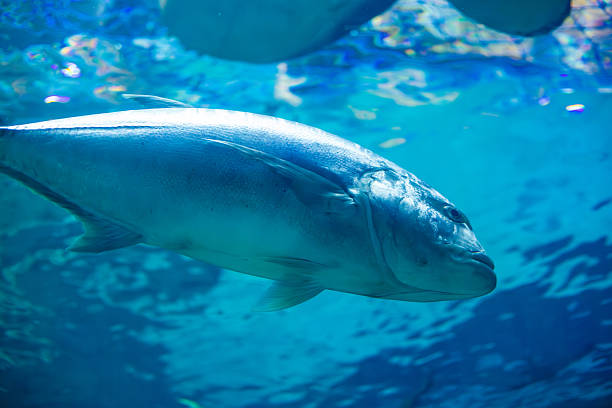 A large silvery tropical fish Yellowtail amberjack swims gracefully through clear blue water with shimmering reflections on the surface.