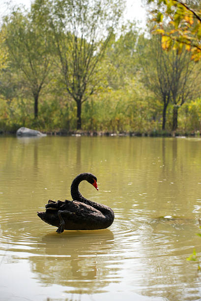 The black swan is taking a bath in the lake