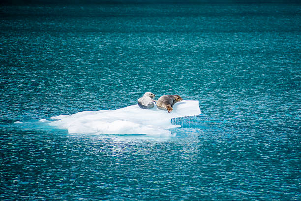 Shot in Prince William sound just off the coast of Whittier, AK