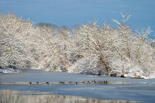 Huge flock of common Merganser ducks at McConaughy Lake near Ogallala, Nebraska, USA