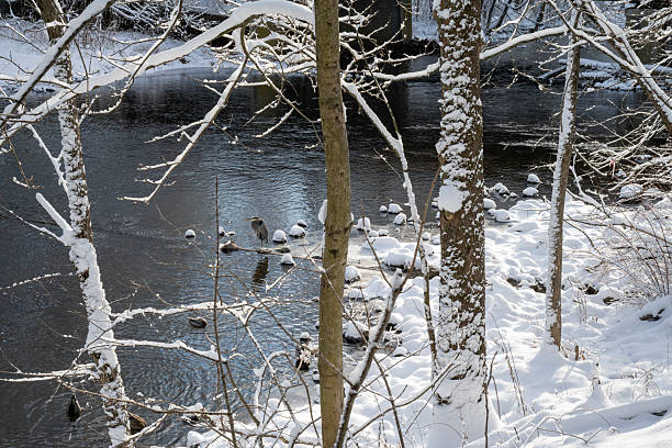 Grey heron in Raritan River, Clinton, New Jersey, USA