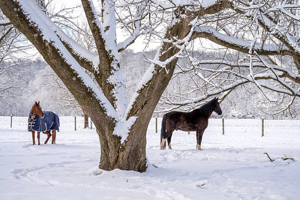 Horses in Wintertime farmland, Pennsylvania, USA