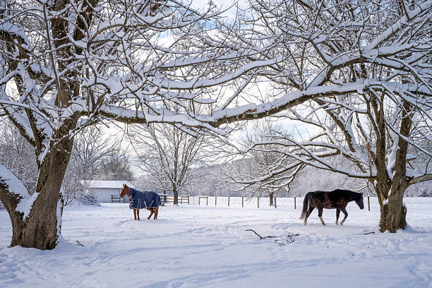 Horses in Wintertime farmland, Pennsylvania, USA