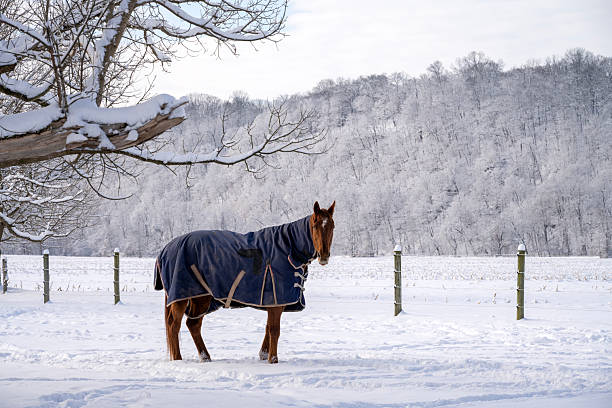 Horse in Wintertime farmland, Pennsylvania, USA