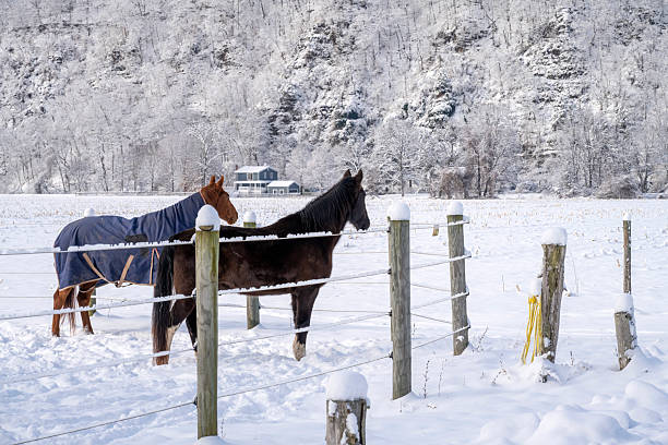 Beautiful horse in horse farm.Hammerfast - Norway.