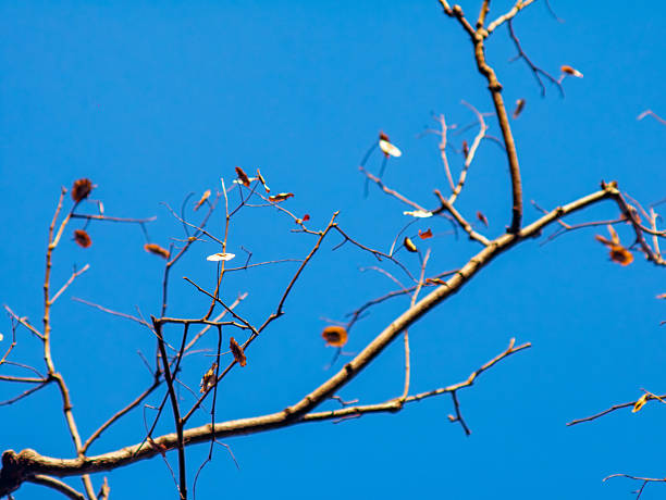 Artistic View of Bare Pradoo Tree Branches with Samara Pods and Bokeh Effect