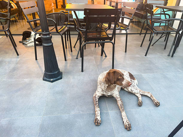 Two Stray Dogs Resting Outdoors Near Cafe Tables And Chairs