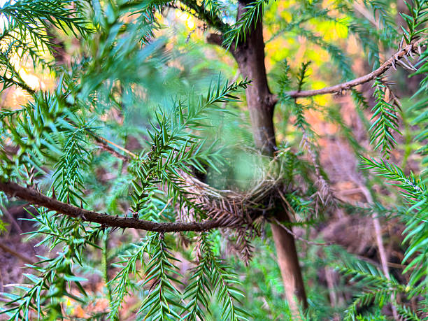 Empty Bird's Nest Nestled in Green Conifer Tree Branches