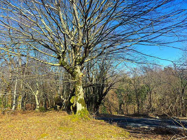 Majestic Bare Winter Tree Standing Beside A Quiet Road Edge