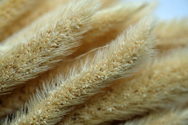 Dried grass stems stand upright on a white background. They are used for decoration in homes or events. The stems show a light color and soft texture.