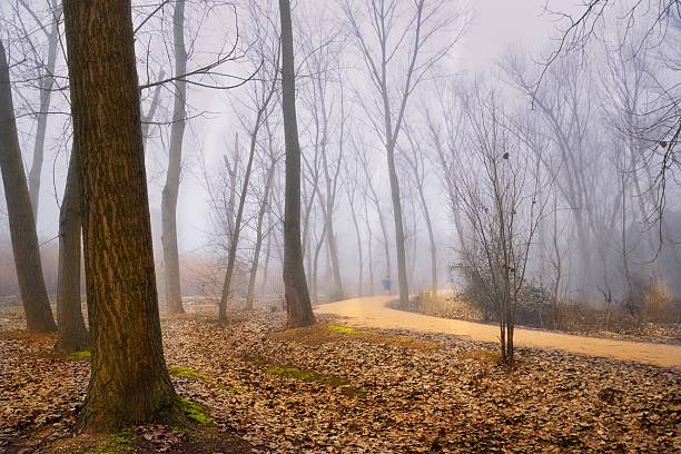 Foggy forest landscape with a winding dirt path surrounded by tall, leafless trees and fallen leaves. The misty atmosphere and soft light create a calm, introspective mood, evoking ideas of journey, solitude, reflection, and connection with nature. Ideal for concepts related to mindfulness, mental health, transition, personal growth, and peaceful outdoor environments.