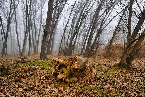 Foggy forest scene with a cut tree stump in the foreground, surrounded by leafless trees and fallen leaves. The misty atmosphere and muted colors create a dramatic, reflective mood. The image conveys concepts of deforestation, environmental impact, loss, change, and the fragile balance between nature and human activity. Ideal for sustainability, climate change awareness, environmental protection, and conceptual storytelling.