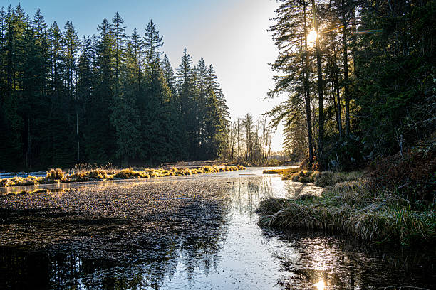 Minnekhada regional park in Coquitlam offers a mix of forested trails, wetlands, and scenic viewpoints.