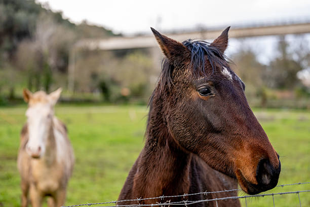 A brown horse stands behind a wire fence in a green pasture with another horse visible in the background.