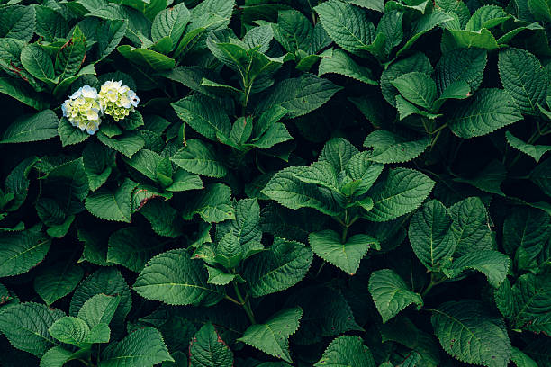 closeup tropical green leaves texture and dark tone process, abstract nature pattern background