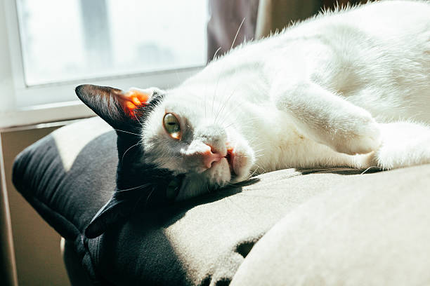 Black-white domestic cat is enjoying sunshine while resting on couch in living room.