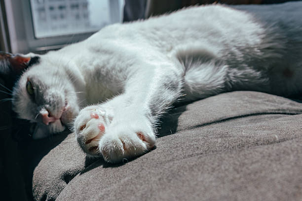 Black-white domestic cat is enjoying sunshine while resting on couch in domestic room.