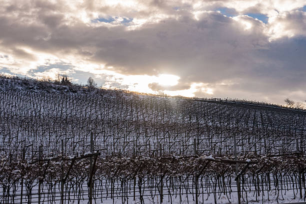 Landscape of the Jura vineyards in winter. The snow covers the vines of the Vernois vineyards.