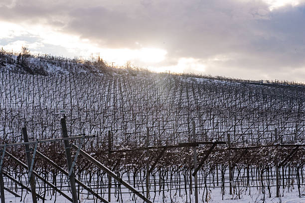 Snowfall in Trentino . Piana Rotaliana, Mezzolombardo, Mezzocorona, Faedo , San Michele. Andalo , Molveno , Paganella , Fai della Paganella, Faedo . Dolomiti di Brenta, Adige Valley , Valle dell'Adige
