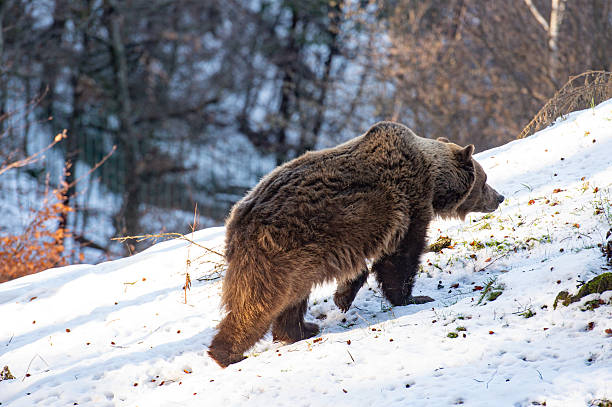 Bear in the snow in Trentino