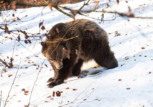 Bear in the snow in Trentino