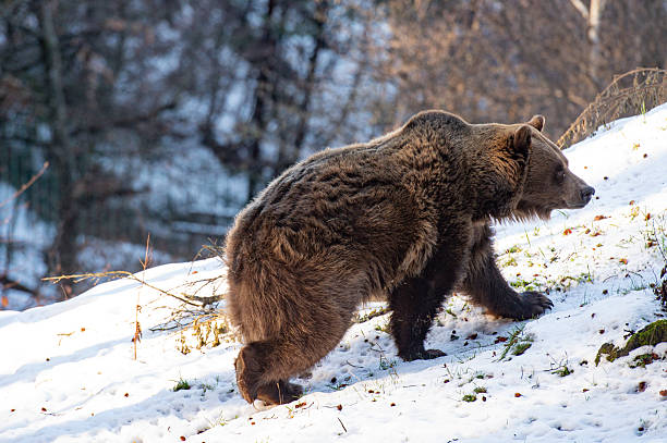 Bear in the snow in Trentino