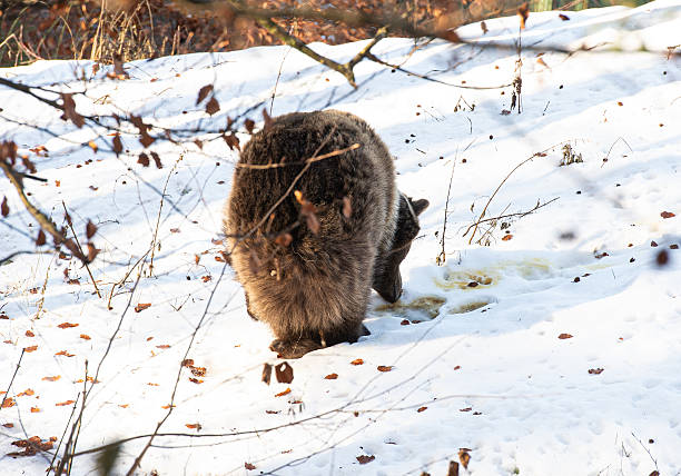 Bear in the snow in Trentino