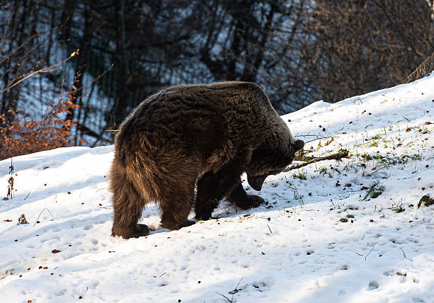 Bear in the snow in Trentino