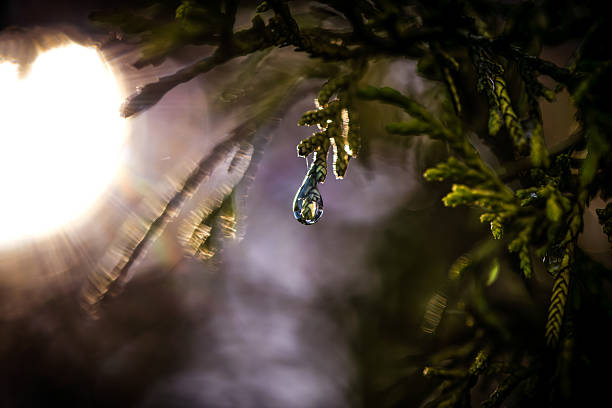 A single water droplet hangs delicately from the tip of a green branch, catching and refracting bright backlight from the sun. The shallow depth of field creates a soft, abstract background with circular highlights and motion blur, emphasizing the droplet’s clarity and the fine texture of the foliage.