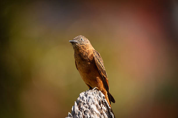 A Cliff Flycatcher (Hirundinea ferruginea) perches on a weathered rock in Brazil, standing upright against a smooth, softly blurred background. The bird’s warm brown and rusty-orange plumage is clearly defined by natural light, with fine feather details visible along the wings and chest.