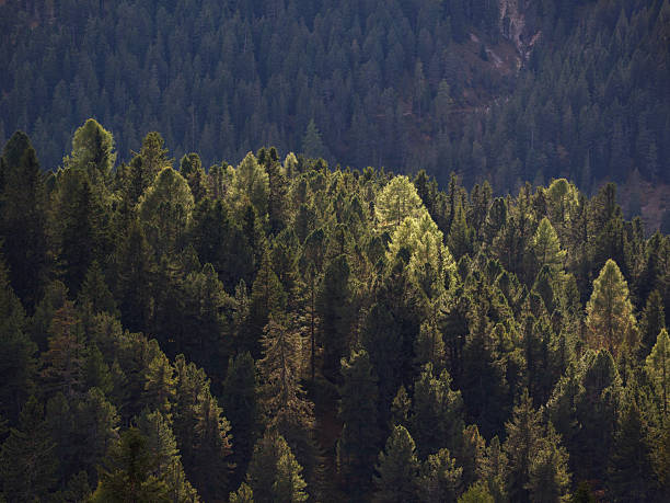 Green pine trees receiving warm sunlight in a dense mountain forest. Photographed in medium format.