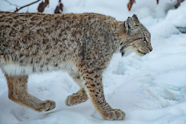 lynx in the snow in Trentino
