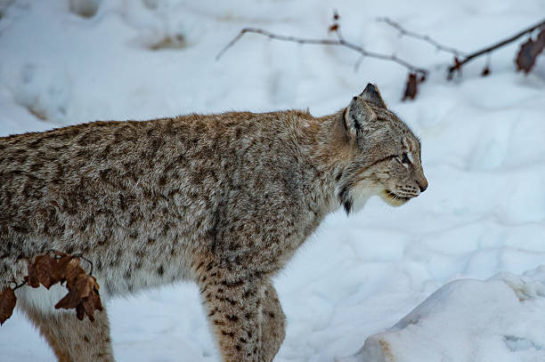 Adult male Eurasian Lynx up a tree.