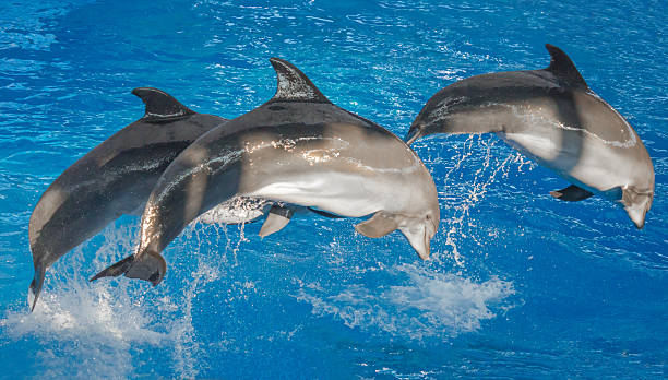 Dolphins jumping into the air in open sea