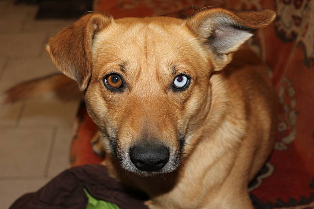 A dog with one brown eye and one blue eye is seated on a couch. The animal looks directly at the camera, with its ears perked up. The room has a warm feel with soft lighting.