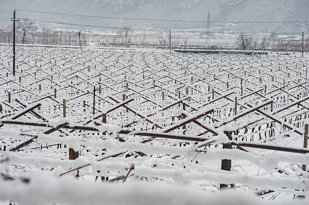 A serene landscape shows snow-covered vine rows in a dormant vineyard, under a pastel-hued twilight sky, evoking a peaceful winter's rest before the busy growing season.