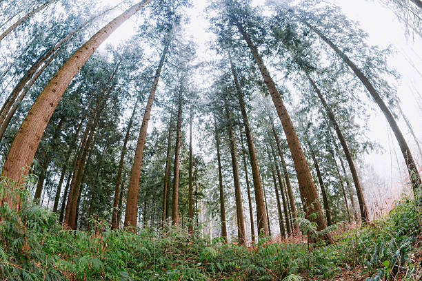 Low angle, ground level fish eye view looking up at a dense coniferous forest canopy. Ultra wide fish eye distortion, overcast winter day, no people