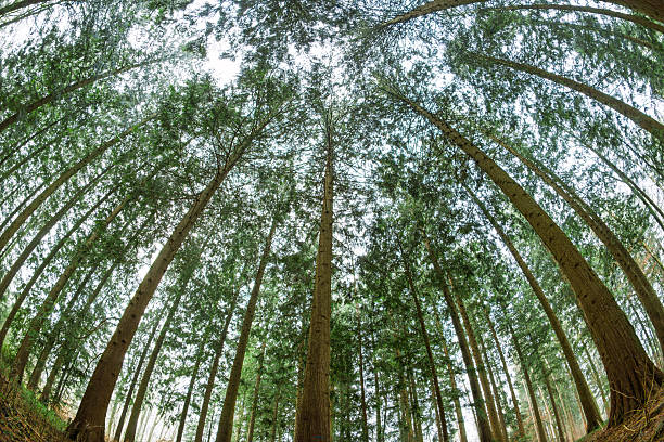 Low angle, ground level fish eye view looking up at a dense coniferous forest canopy. Ultra wide fish eye distortion, overcast winter day, no people