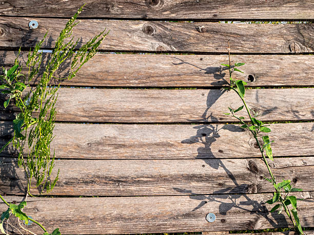 Green plant stems rest on a wooden surface while their shadows create patterns. This scene takes place in an outdoor area under sunlight.
