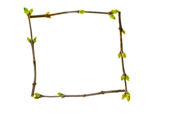 Square-shaped spring frame formed from natural branches with young green buds. Clean white background with copy space. Perfect for modern eco-friendly and seasonal designs.