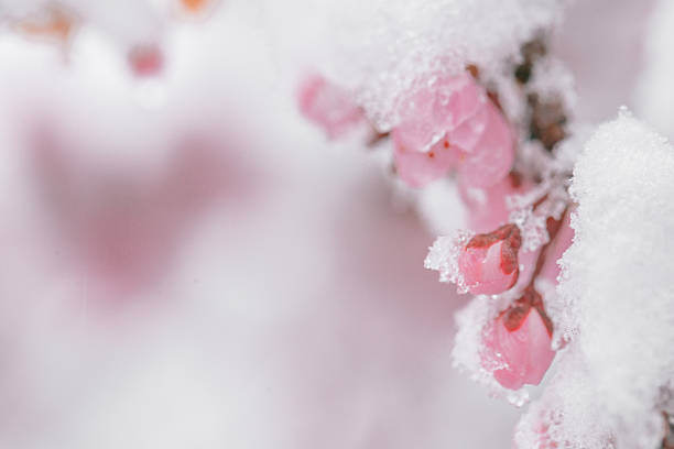 Frozen rose covered by white crystals of rime ice on a defocused background. Beautiful bokeh light.