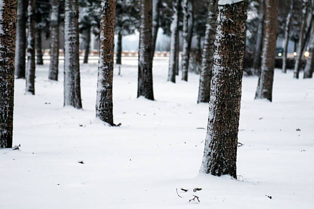 In winter, rows of neat tree trunks are covered with