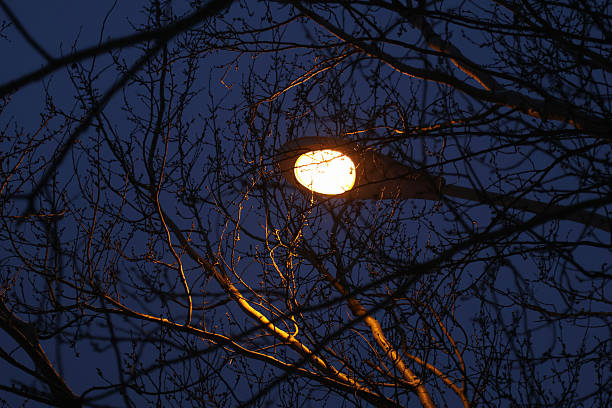 Streetlights surrounded by tree branches on winter nights